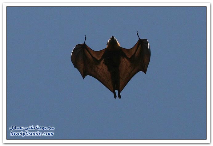  صور من عالم الخفافيش  Bats-006