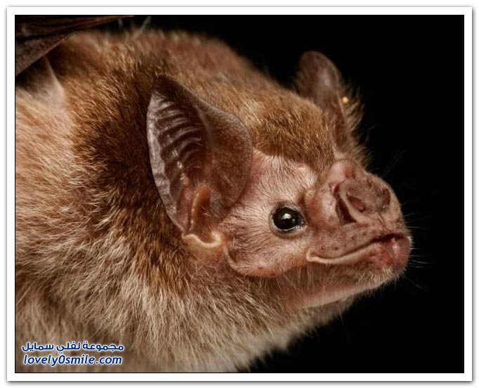  صور من عالم الخفافيش  Bats-043