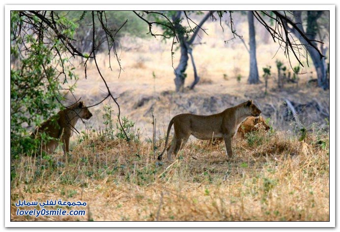 صور: الأسود والحمار الوحشي Lion-donkey-07