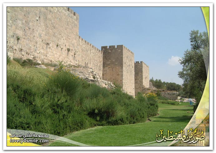 صور من فلسطين Smp-0040