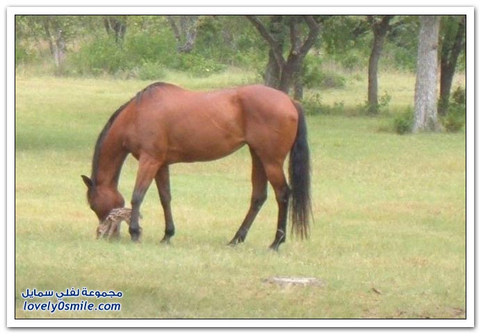  صور للخيول متنوعة Horses-003