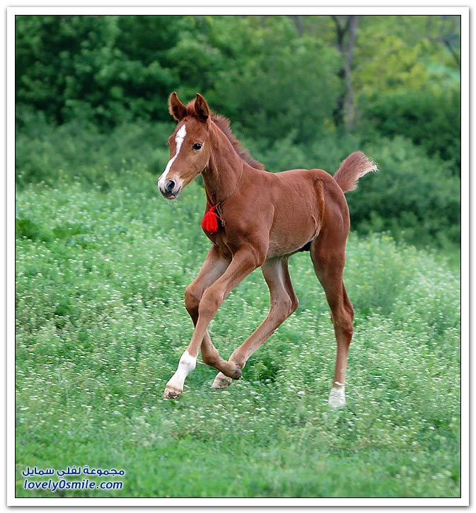  صور للخيول متنوعة Horses-018