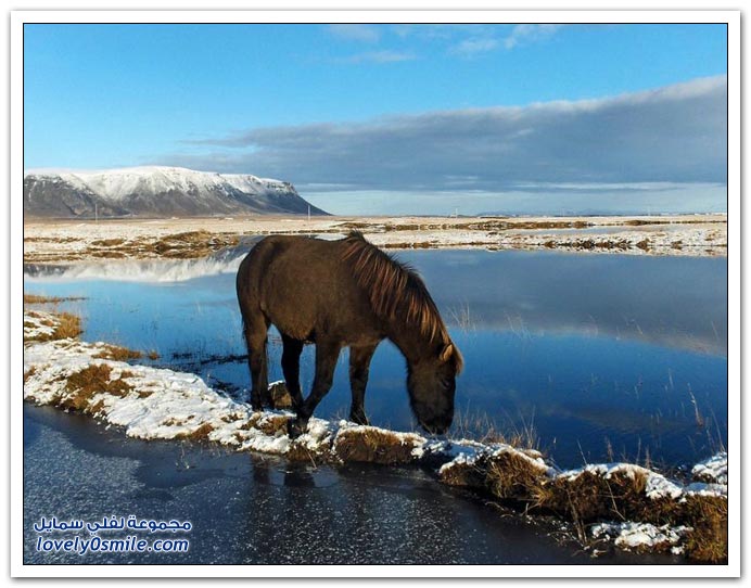  صور للخيول  Horses-054