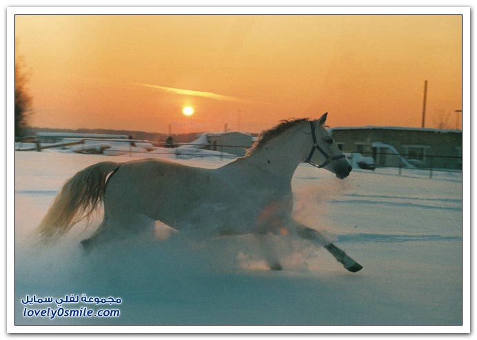  صور للخيول  Horses-056