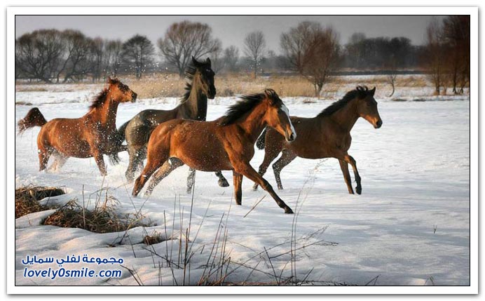  صور للخيول  Horses-058