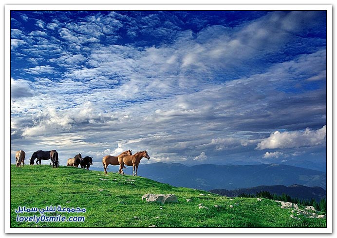  صور للخيول  Horses-060