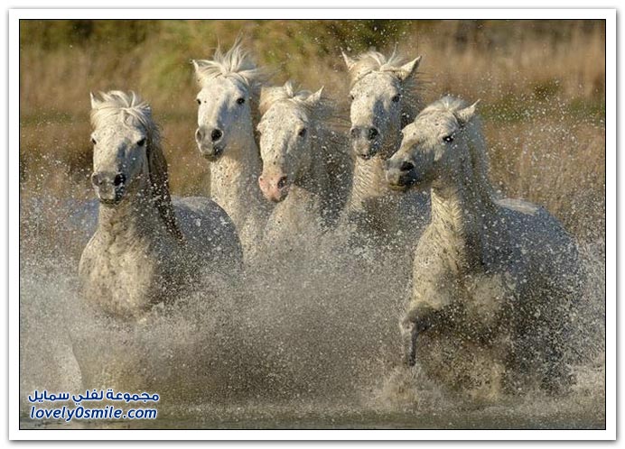  صور للخيول  Horses-063