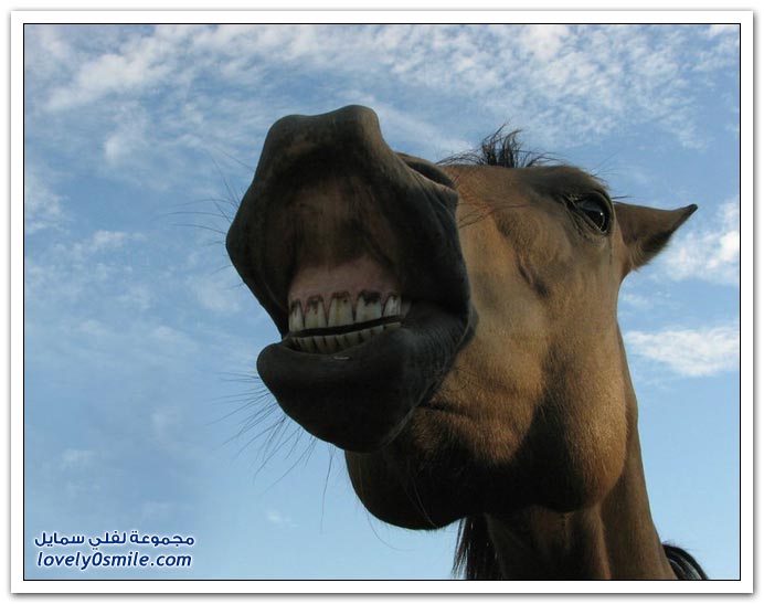  صور للخيول  Horses-065