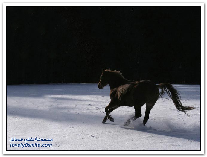  صور للخيول  Horses-071