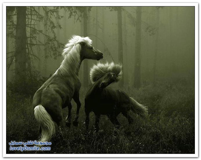  صور للخيول  Horses-072