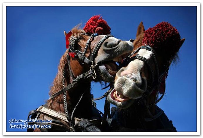  صور للخيول  Horses-079