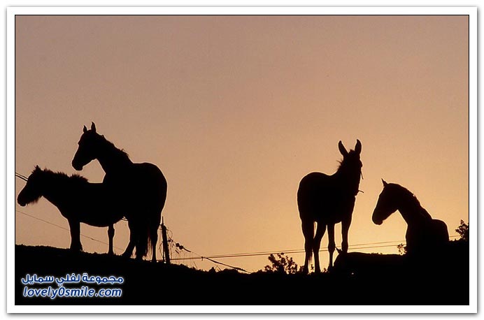  صور للخيول  Horses-081