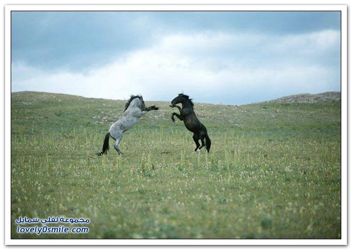  صور للخيول  Horses-084