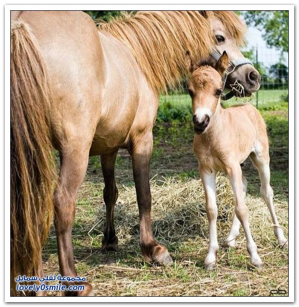  صور للخيول  Horses-086