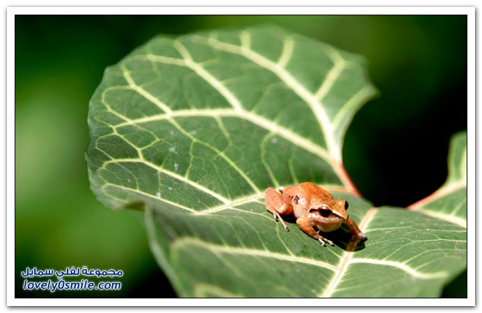 صور اليوم العالمي للأرض Earth-Day-2010-03