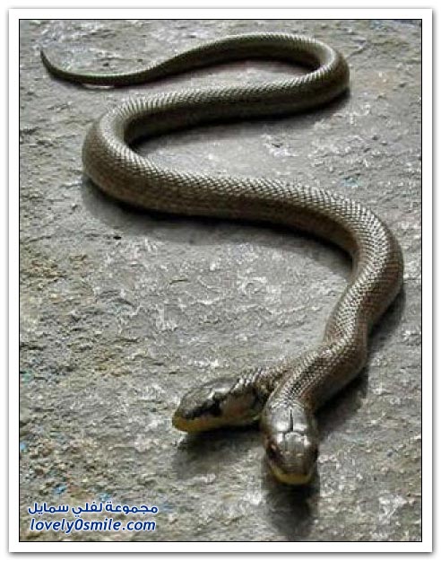صور ثعبان برأسين ،سبحان الله وبحمده 2-headed-snake-04