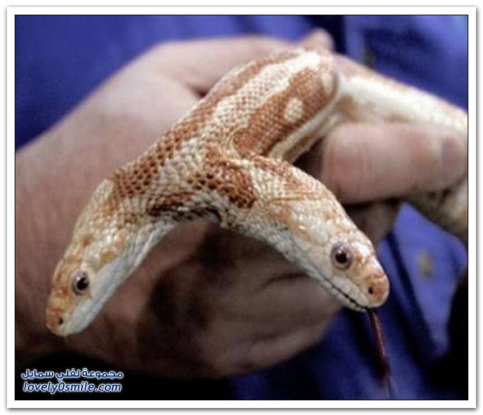 صور ثعبان برأسين ،سبحان الله وبحمده 2-headed-snake-13