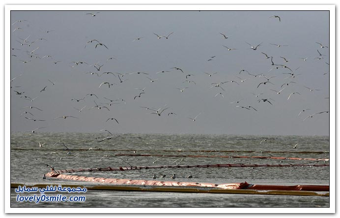 صورأنفجارفى محطة تنقيب لنفط وتسربه على سواحل لويزيان Explosion-leakage-oil-exploration-station-38