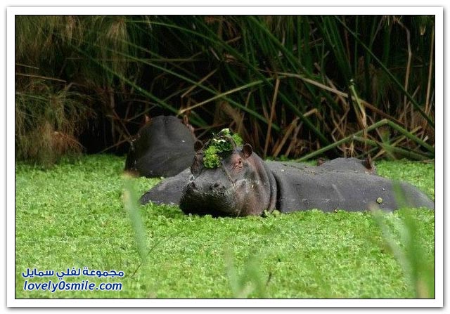 صور من عالم الحيوان: فرس النهر Hippo-01