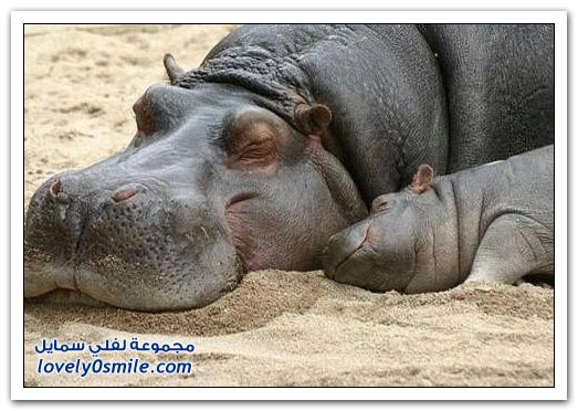 صور من عالم الحيوان: فرس النهر Hippo-08