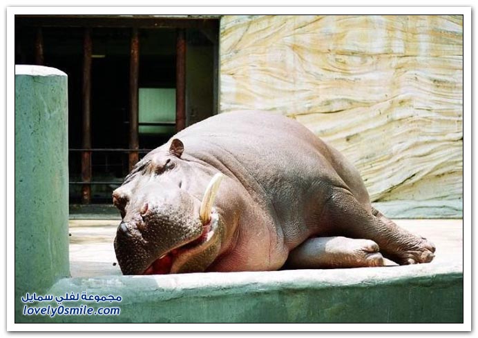 صور من عالم الحيوان: فرس النهر Hippo-23