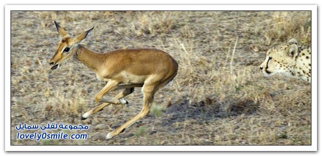  صور نادره لفهد وغزال على الطبيعه Rare-pic-of-nature-Fahd-Dhabi-04