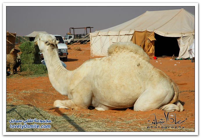  مسميات و مصطلحات الإبل عند أهلها  Types-of-camels-02