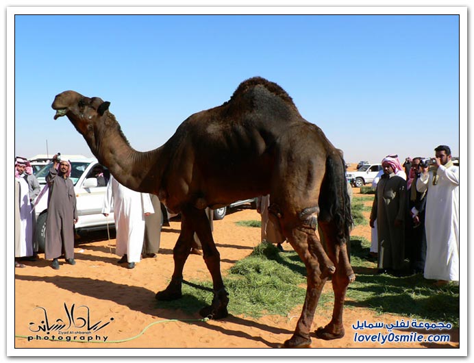  مسميات و مصطلحات الإبل عند أهلها  Types-of-camels-03