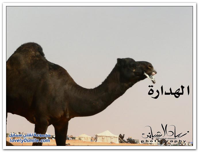  مسميات و مصطلحات الإبل عند أهلها  Types-of-camels-04