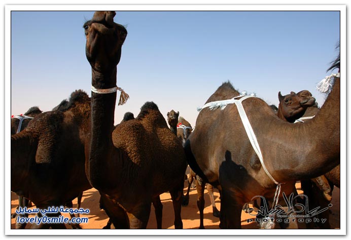  مسميات و مصطلحات الإبل عند أهلها  Types-of-camels-07