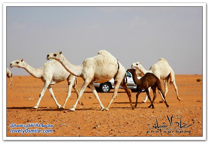  مسميات و مصطلحات الإبل عند أهلها  Types-of-camels-10