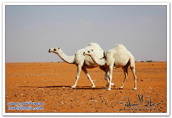  مسميات و مصطلحات الإبل عند أهلها  Types-of-camels-14