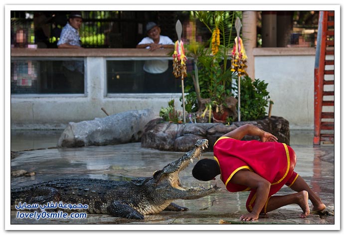 البطيخ في البرازيل أثناء الفيضانات _ التماسيح في تايلاندا _ الرجل العنكبوت صور جميلة جدا Crocodile-Show-in-thia-05