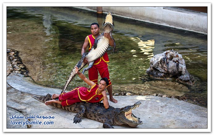 البطيخ في البرازيل أثناء الفيضانات _ التماسيح في تايلاندا _ الرجل العنكبوت صور جميلة جدا Crocodile-Show-in-thia-13