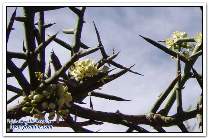 صور لأكثر الأشجار خطورة  Dangerous-trees-20