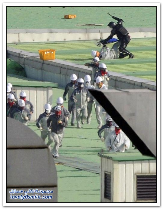الديكة والدجاج الملكي-التزلج بطريقة مختلفة-فئران القصر في الهند Strikes-in-South-Korea-06