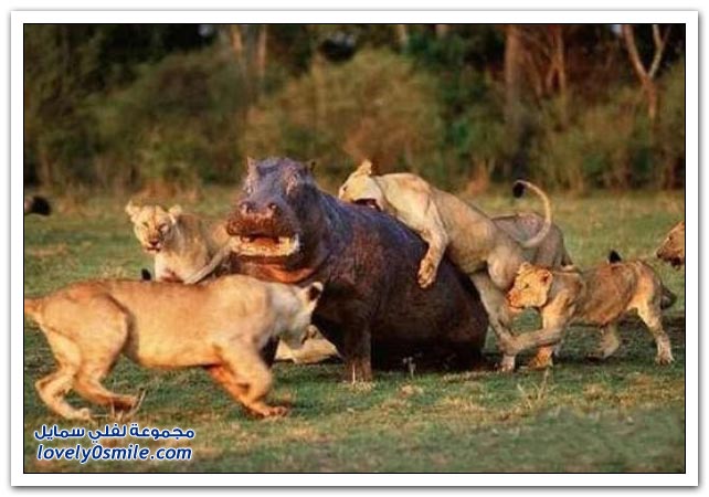 صور قتال الحيوانات Animal-fight-21