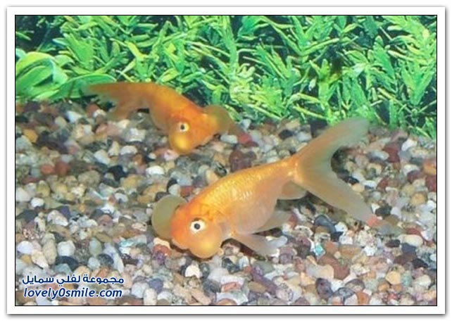 صور لاسماك عجيبة Bubble-eye-goldfish-14