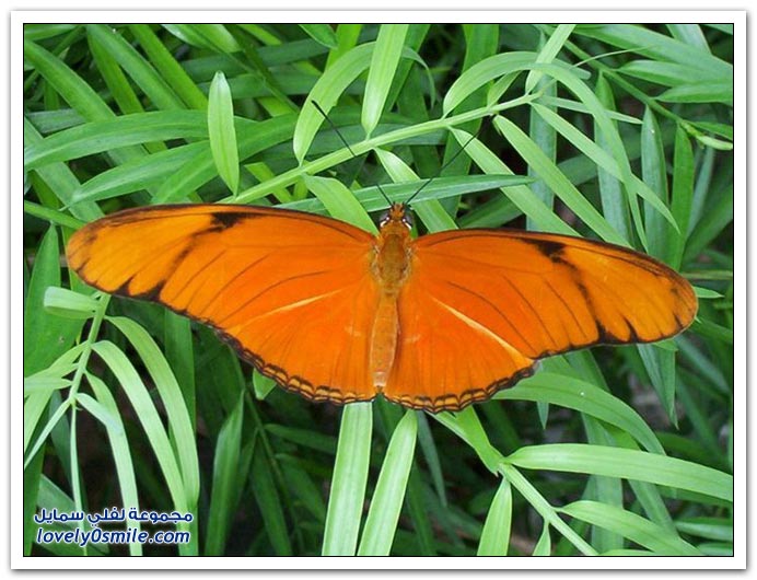 حيوانات وطيور وأسماك وحشرات ذات لون برتقالي Orange_color_animals_04
