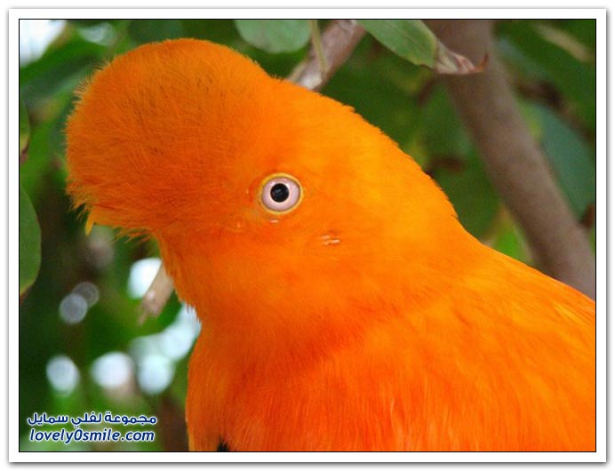 حيوانات وطيور وأسماك وحشرات ذات لون برتقالي Orange_color_animals_08