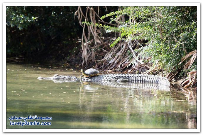 صور التمساح والسلحفاة صديقان Turtle-and-crocodile-08