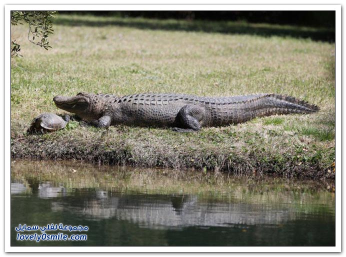 صور التمساح والسلحفاة صديقان Turtle-and-crocodile-09