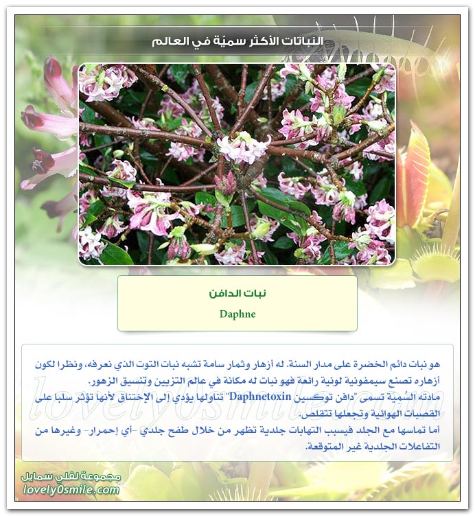 النباتات الاكثر سمية في العالم TopDangerousPlants-02