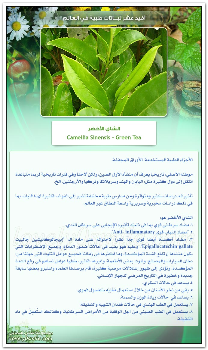 افيد عشرة نباتات فى العالم (5- الشاى الاخضر) TopUsefulMedicinalPlants-05