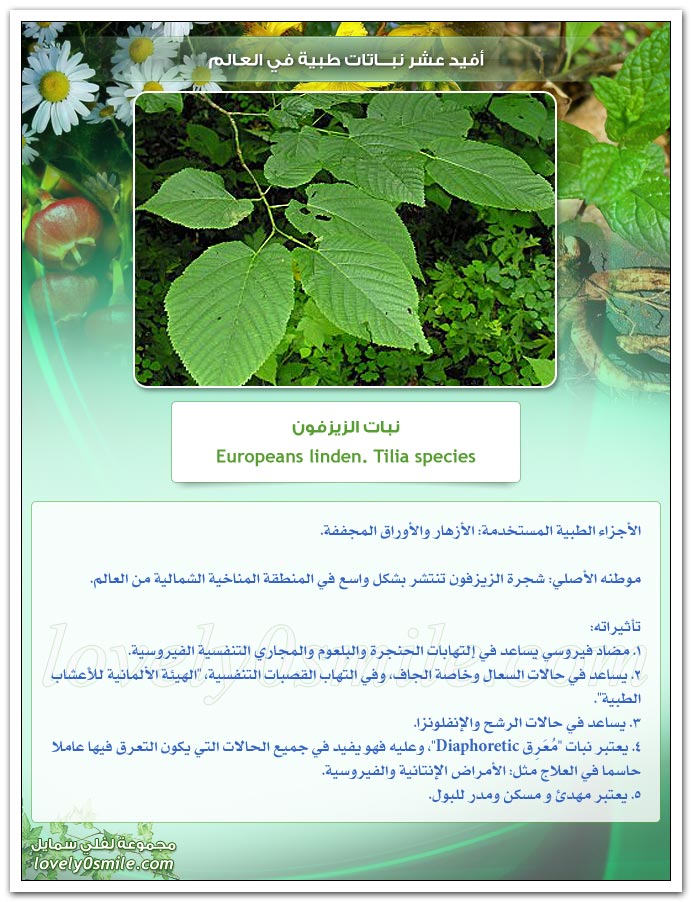 افيد عشر اعشاب طبية فى العالم TopUsefulMedicinalPlants-07