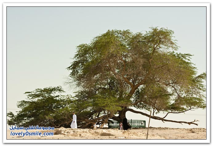 شجرة الحياة في البحرين Tree-of-Life-Bahrain-02