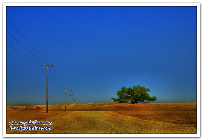 شجرة الحياة في البحرين Tree-of-Life-Bahrain-03