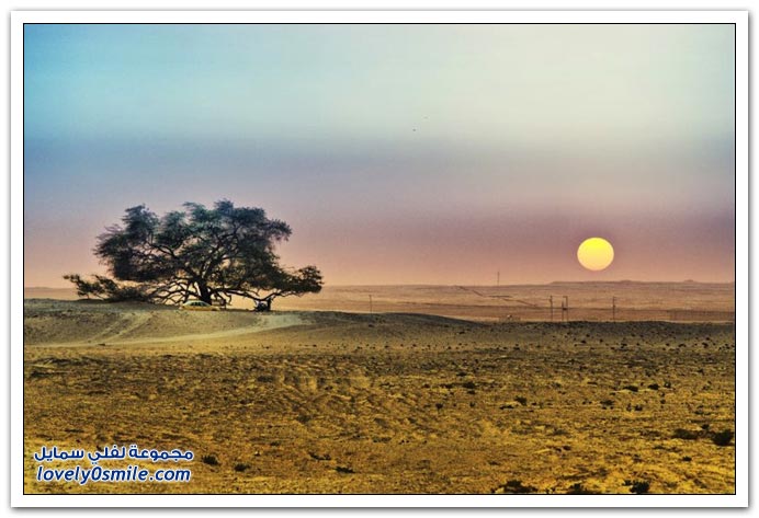 شجرة الحياة في البحرين Tree-of-Life-Bahrain-05