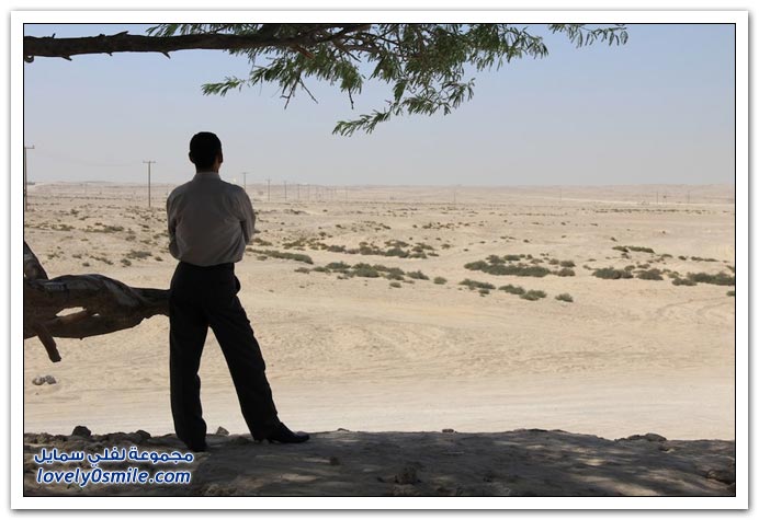 شجرة الحياة في البحرين Tree-of-Life-Bahrain-07