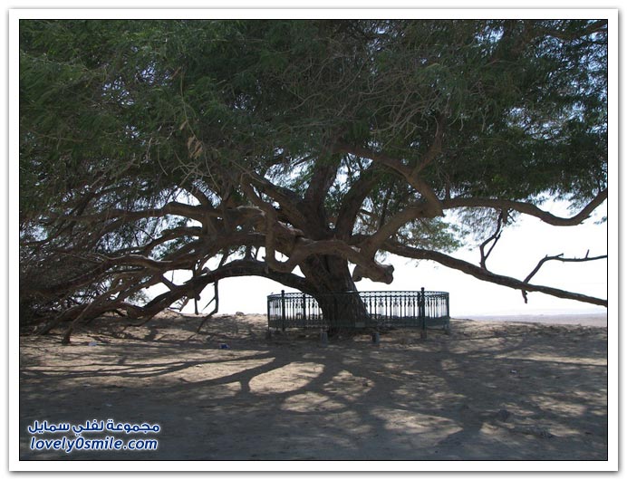 شجرة الحياة في البحرين Tree-of-Life-Bahrain-09